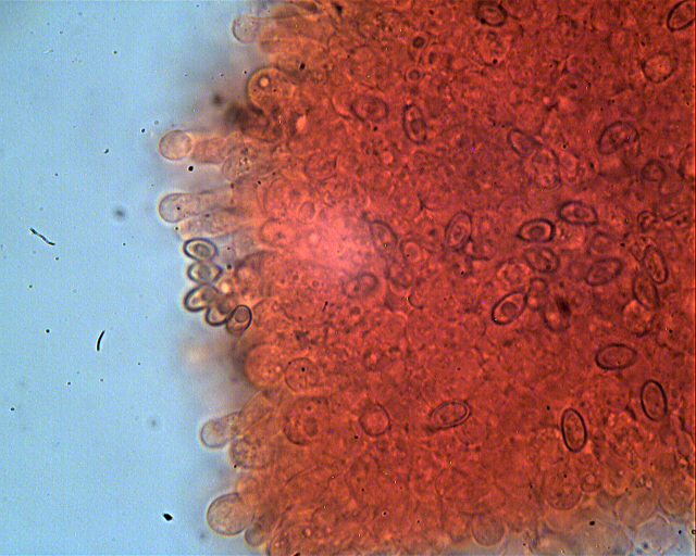 Inocybe??? dal giardino di Paolofon